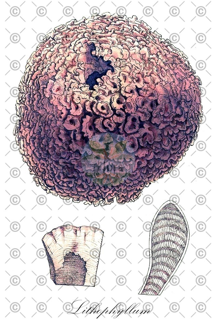 HistAbb_5FNF_3_ENZY_Simple | Historische Abbildung von Lithophyllum - Lithophyllaceae (0) | Historical Illustration of Lithophyllum - Lithophyllaceae (0)