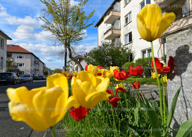 20230430-2817--a5--tulpenbeet-stadt-HEN-FOTO | 30.04.2023 Tulpen Beet in der Beckstraße zwischen Fahrbahn und Gehweg im Sonnenlicht bei blauem Himmel Wohnwert Wohlbefinden Stadtleben (Foto: Peter Henrich) - Realisiert mit Pictrs.com