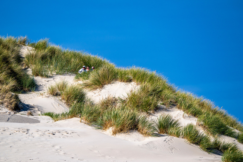 Urlauber schauen geschützt hinter Dünengras auf der Nordseeinsel Texel hervor | Inmitten von dicht wachsendem Dünengras auf der niederländischen Nordseeinsel Texel suchen Urlauber Windschutz und Erholung. Das Motiv fängt die charakteristische Graslandschaft der Küstendünen unter strahlend blauem, wolkenlosem Himmel ein. Die Aufnahme eignet sich ideal für redaktionelle Berichte über Natur- und Sommertourismus, Inselurlaub in den Niederlanden, Erholung an der Küste sowie Küstenschutz und Flora der Nordseeregion. - Realisiert mit Pictrs.com