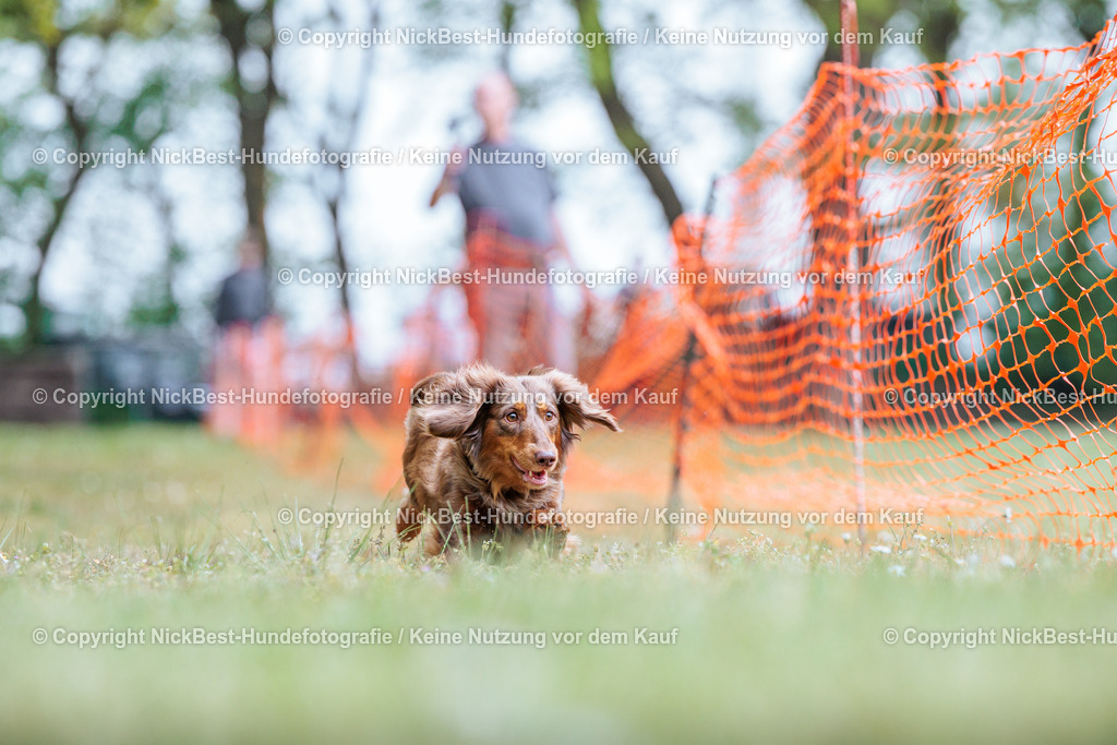 Sage Hunderennen Frühlingsfest-2026-Nickbest-Hundefotografie-0771 | Dein Hund! Dein Moment! Deine Erinnerungen! Hundefotografie in Bremen Blumenthal. Ich fange die besonderen Momente deines Vierbeiners ein – ob Indoor mit Blitzanlage oder in der freien Natur. Sicher dir dein Moment und dein Termin für eure Erinnerungen.