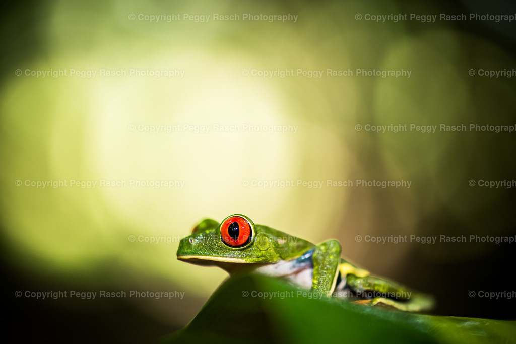 Frösche (10) | PeggyRaschPhotography - Realisiert mit Pictrs.com