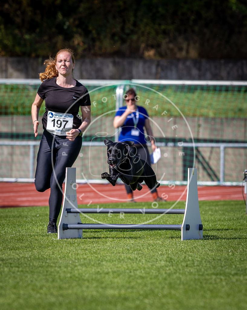 Pfotenfotografie_DV3A0817 | Hundefotografie, Tierfotograf, Pfotenfotografie, Fotoshooting Hund, Hunde Portrait, Hundesport, Hundeportraits, Heideshooting, Hunde, Sportfotograf, Hundefotograf, Turnierhundsport, THS,  - Realisiert mit Pictrs.com