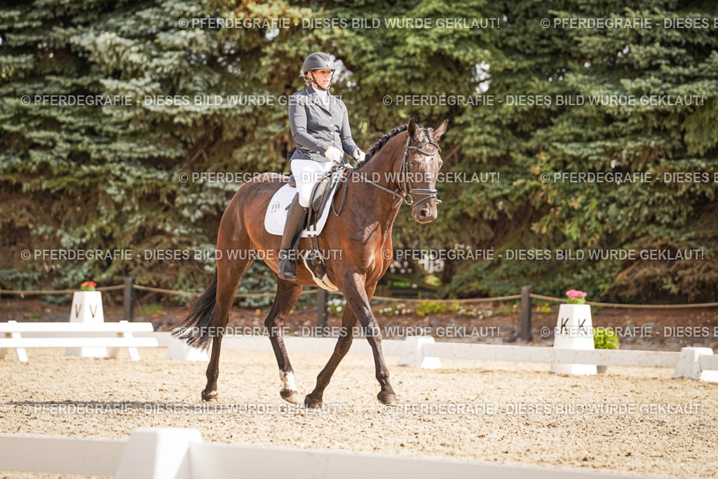 DSC01145 | Pferdegrafie