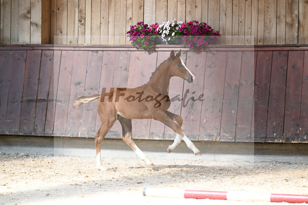 Kat-Nr. 27 HF Von Und Zu x Amazing Spirit_Sepp_32240343 | hf-fotografie - Realisiert mit Pictrs.com