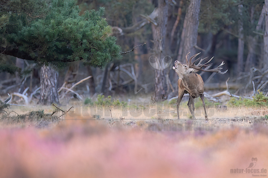 R5NF0892-20230923 | Der Rothirsch ist eine Art der Echten Hirsche. In der Jägersprache spricht man vom Rotwild. Wie bei den meisten anderen Vertretern der Hirsche bildet nur das männliche Tier jährlich ein Geweih aus.  - Realisiert mit Pictrs.com