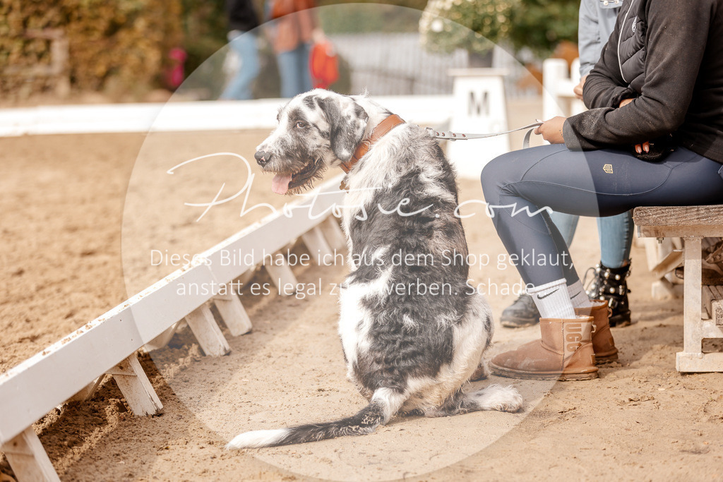 3I6A7468 | Stimmungsvolle Portraits und Reitsportfotografie im Ruhrgebiet und im Münsterland.

Pferdefotografie, Hundefotografie, Tierfotografie, Reportagen, Portraits von Tier und Mensch, Turnierfotografie in Bochum, Recklinghausen, Marl, Haltern am See, Dülmen.. - Realisiert mit Pictrs.com