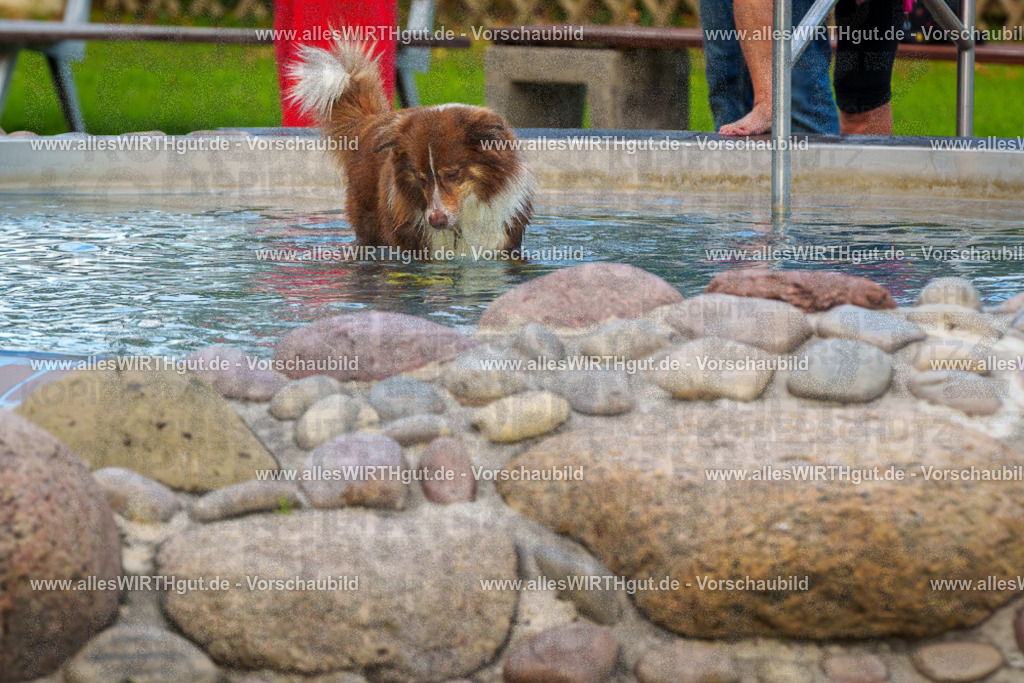 Hundeschwimmen_Grefrath_2026-allesWIRTHgut_Tierfotografie-09_37-FAY07685 | Professionelle Tierfotografie in Mönchengladbach von Daniel Wirth (allesWIRTHgut). Liebevolle & natürliche Bilder von Hunden & Katzen für unvergessliche Erinnerungen.