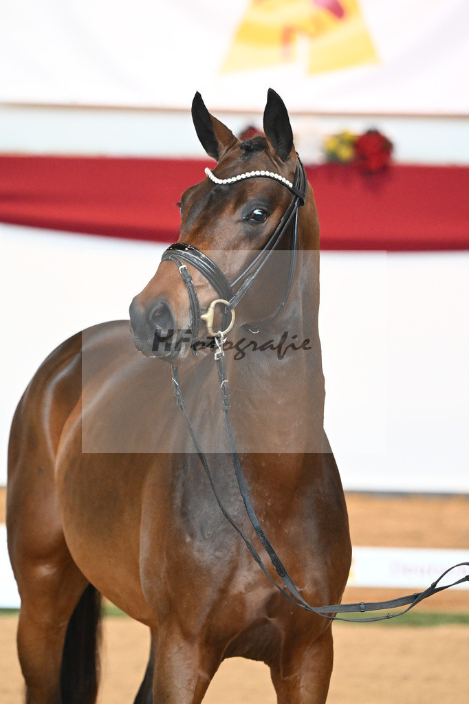 Kat-Nr. 6 Bon Joker x Fuerst Fohlenhof_Koch_43230143 | hf-fotografie - Realisiert mit Pictrs.com