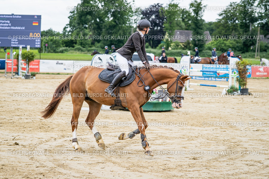 DSC04504 | Pferdegrafie