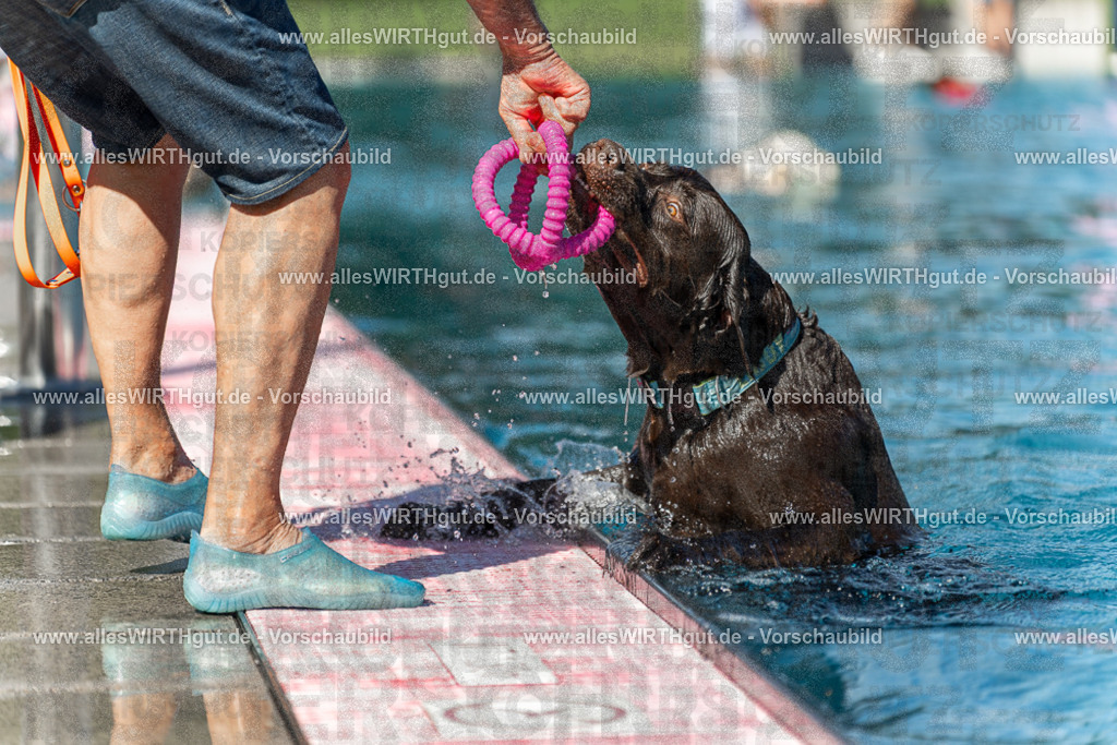 Hundeschwimmen_Volksbad_2026-allesWIRTHgut_Tierfotografie-2609061157-110718-7R500008 | Professionelle Tierfotografie in Mönchengladbach von Daniel Wirth (allesWIRTHgut). Liebevolle & natürliche Bilder von Hunden & Katzen für unvergessliche Erinnerungen.