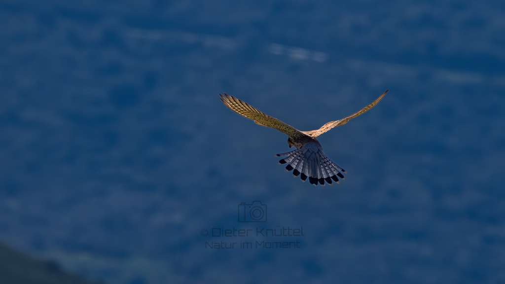 P1612750-Verbessert-RR-Bearbeitet-2023-LR | Natur im Moment - Realisiert mit Pictrs.com