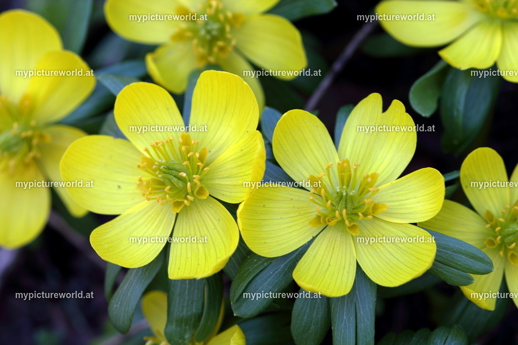 Winterling-002 | Das Bilderarchiv über Tiere, Planzen und Landschaften. In der Bilddatenbank finden Sie ein große Auswahl an hochwertigen Bilder für Ihre Werbung - Realized with Pictrs.com