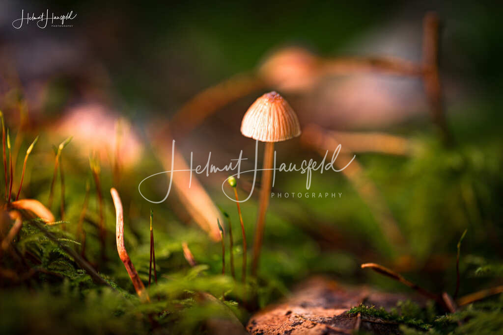 DSC03381 | Landschaftsfotografie, Naturfotografie - Realisiert mit Pictrs.com