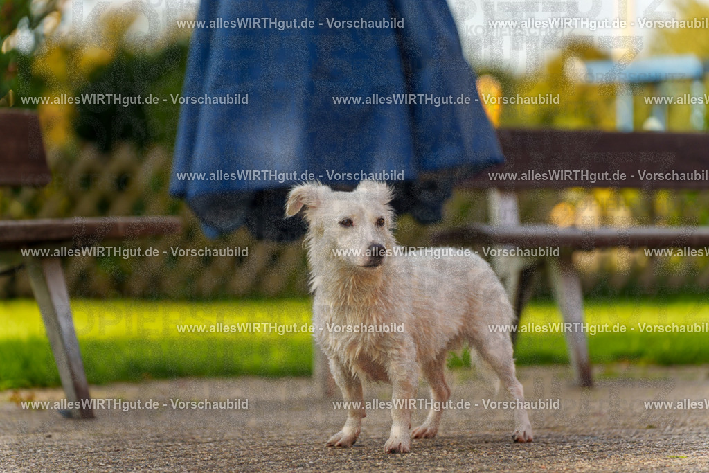 Hundeschwimmen_Grefrath_2026-allesWIRTHgut_Tierfotografie-15_45-7R509543 | Professionelle Tierfotografie in Mönchengladbach von Daniel Wirth (allesWIRTHgut). Liebevolle & natürliche Bilder von Hunden & Katzen für unvergessliche Erinnerungen.