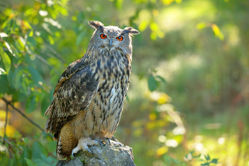 Wandbild majestätischer Uhu in einem friedlichen Wald | Das Bild zeigt einen prächtigen Eurasischen Uhu (Bubo bubo), der auf einem Felsen im Herzen eines friedlichen Waldes sitzt. Das weiche, natürliche Licht des Waldes fällt auf das Gefieder des Uhus, welches in verschiedenen Brauntönen schimmert. Die leuchtend orangefarbenen Augen des Vogels heben sich eindrucksvoll von seinem gefiederten Gesicht ab und verleihen ihm einen wachsamen und majestätischen Ausdruck. Im Hintergrund sind unscharfe grüne Blätter und Vegetation zu sehen, die eine ruhige und natürliche Atmosphäre schaffen.
