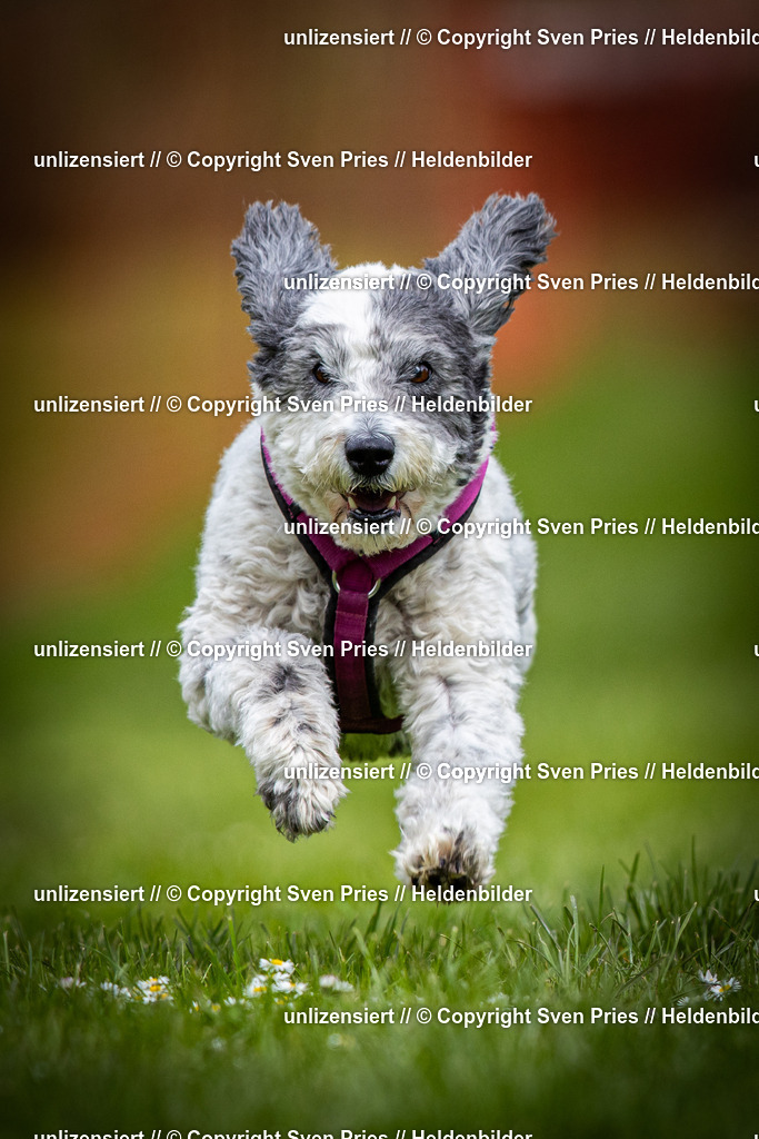 Sven Pries | 2025-04-13 - Hunderennen Baden-Baden - Realisiert mit Pictrs.com