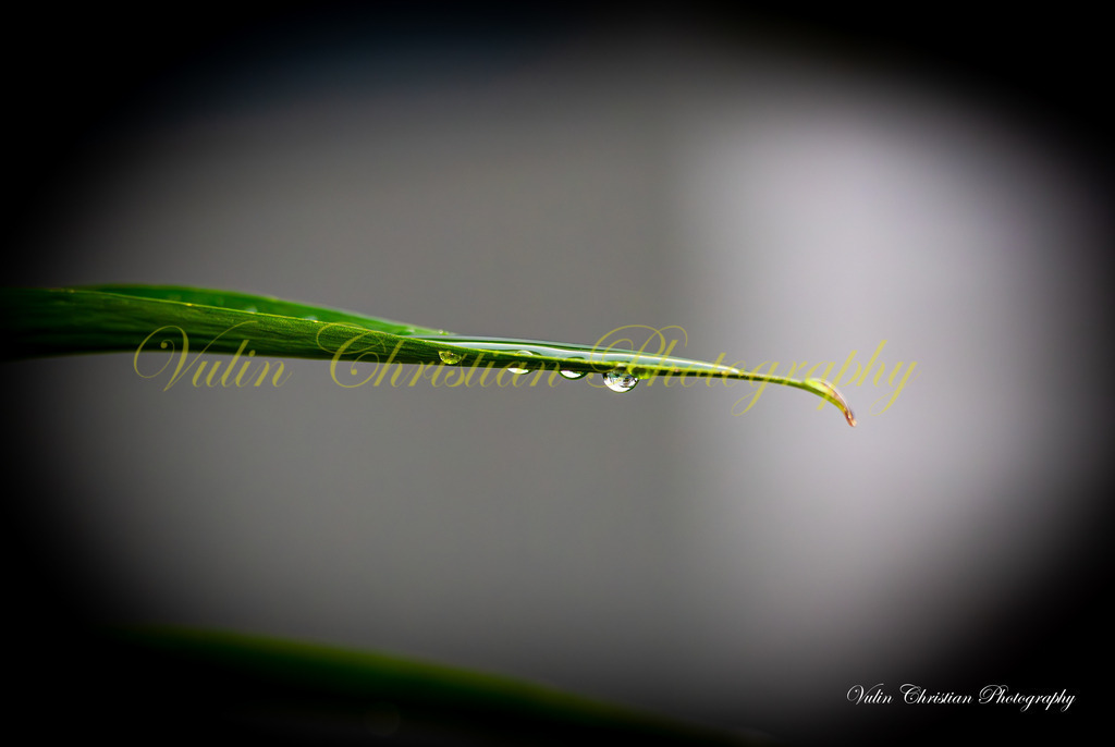 Macro 25 | Christian Vulin  - Realisiert mit Pictrs.com