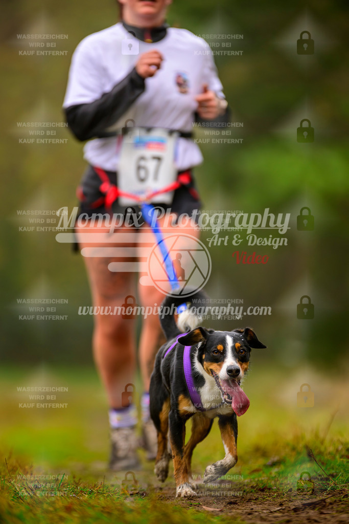 MompixPhotography_Bischwiller2025_Canicross-177 | mompixphotography