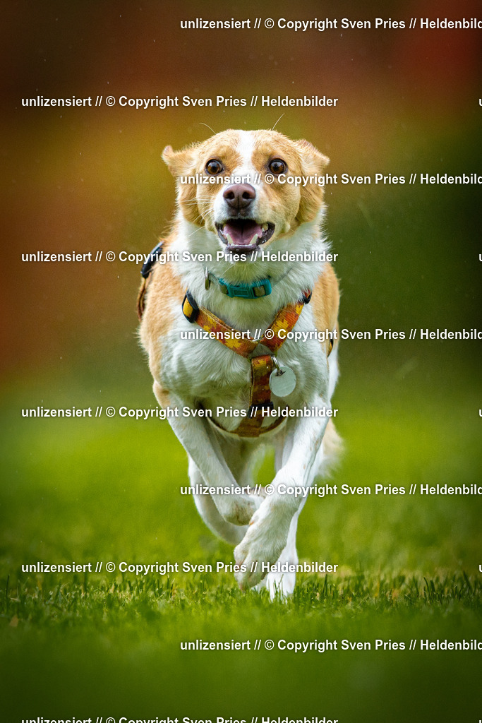 Sven Pries | 2025-09-21 - Hunderennen Baden-Oos - Realisiert mit Pictrs.com