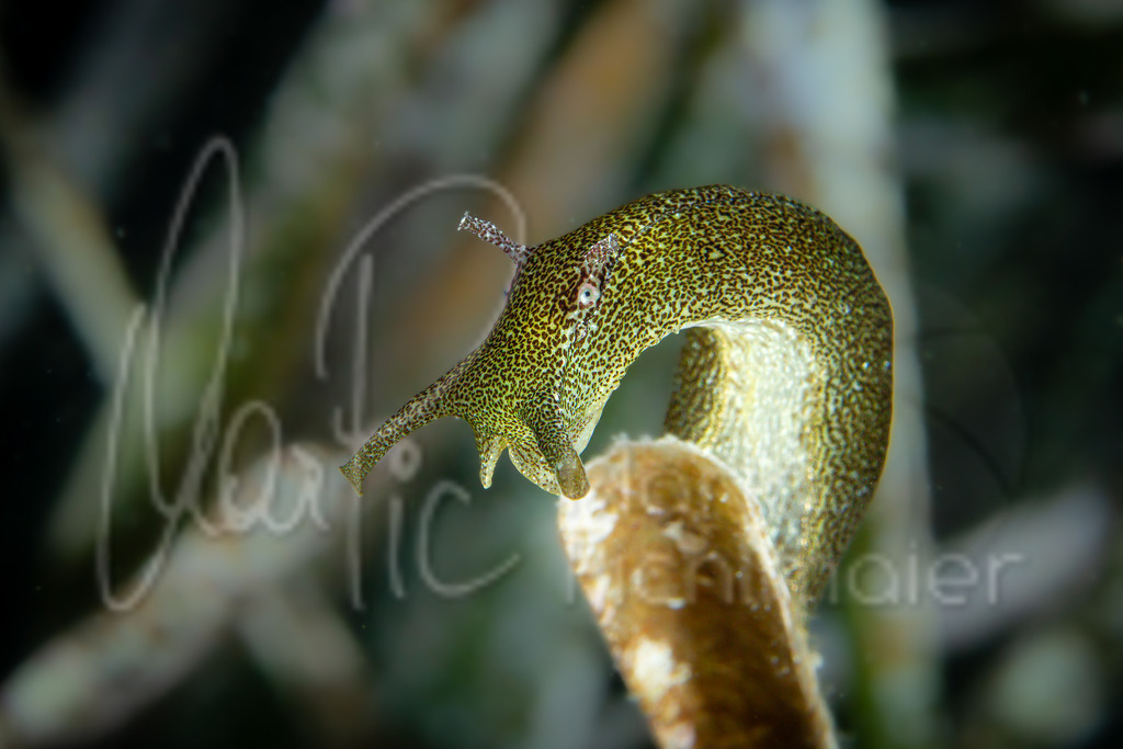Petalifera petalifera | Nacktschnecke / nudibranch - Realisiert mit Pictrs.com