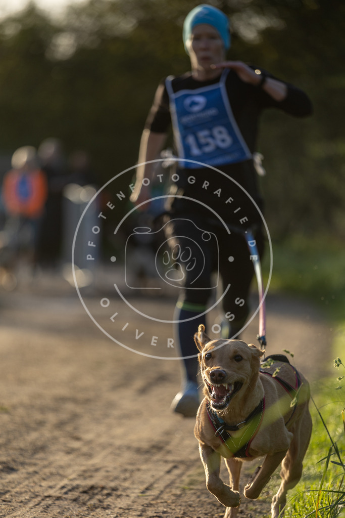 Pfotenfotografie.de_DV3A2563 | Hundefotografie, Tierfotograf, Pfotenfotografie, Fotoshooting Hund, Hunde Portrait, Hundesport, Hundeportraits, Heideshooting, Hunde, Sportfotograf, Hundefotograf, Turnierhundsport, THS, canicross - Realisiert mit Pictrs.com