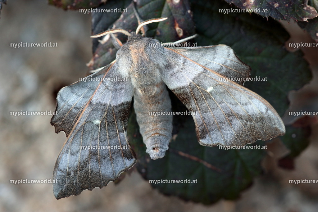 Laothoe populi-009 | Das Bilderarchiv über Tiere, Planzen und Landschaften. In der Bilddatenbank finden Sie ein große Auswahl an hochwertigen Bilder für Ihre Werbung - Realized with Pictrs.com