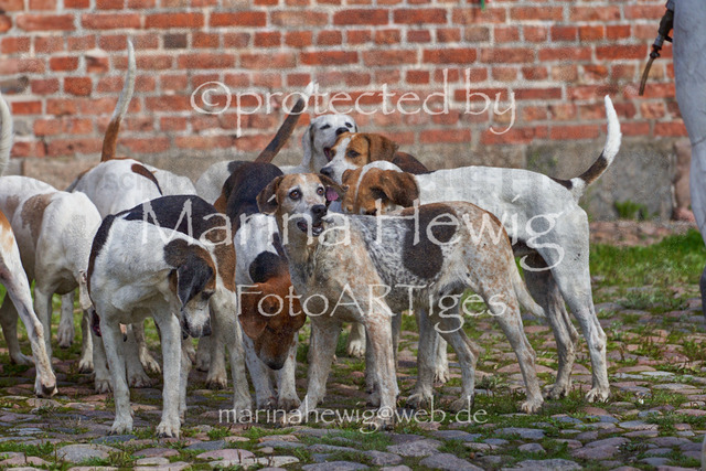 _MCH8518_Marina Hewig | Fotografie, FotoArt, PferdesportArt, Pferdesportfotografie, Landschaftsfotografie, Reisefotografie, Reise, Pferde - Realisiert mit Pictrs.com