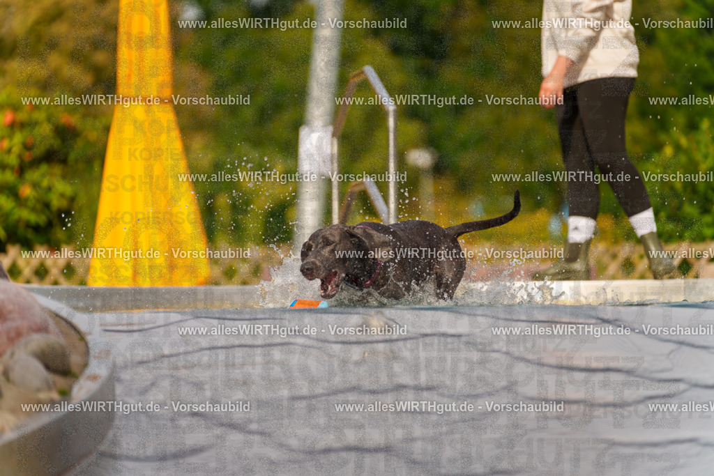 Hundeschwimmen_Grefrath_2026-allesWIRTHgut_Tierfotografie-11_11-7R503205 | Professionelle Tierfotografie in Mönchengladbach von Daniel Wirth (allesWIRTHgut). Liebevolle & natürliche Bilder von Hunden & Katzen für unvergessliche Erinnerungen.