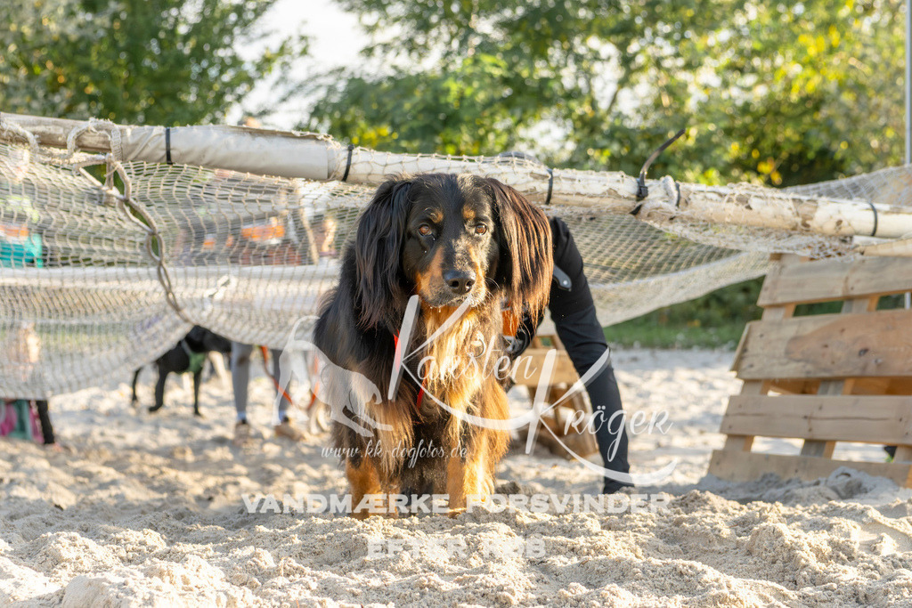 1646_ZZ99190 | kk-dogfotos