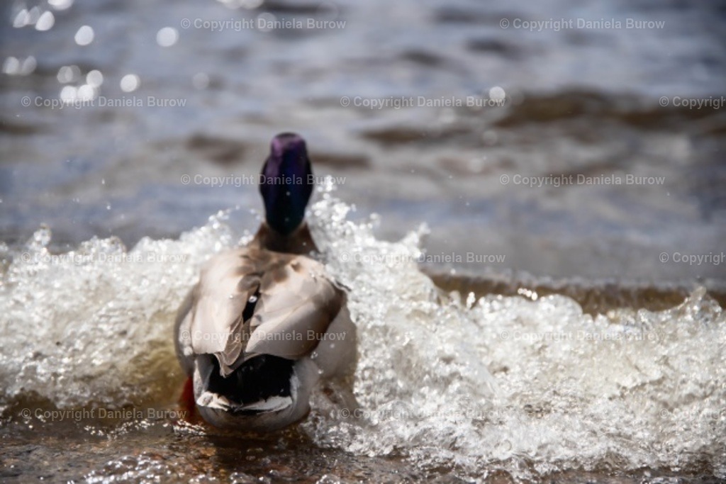 Ente Wellen | danielaburow - Realisiert mit Pictrs.com