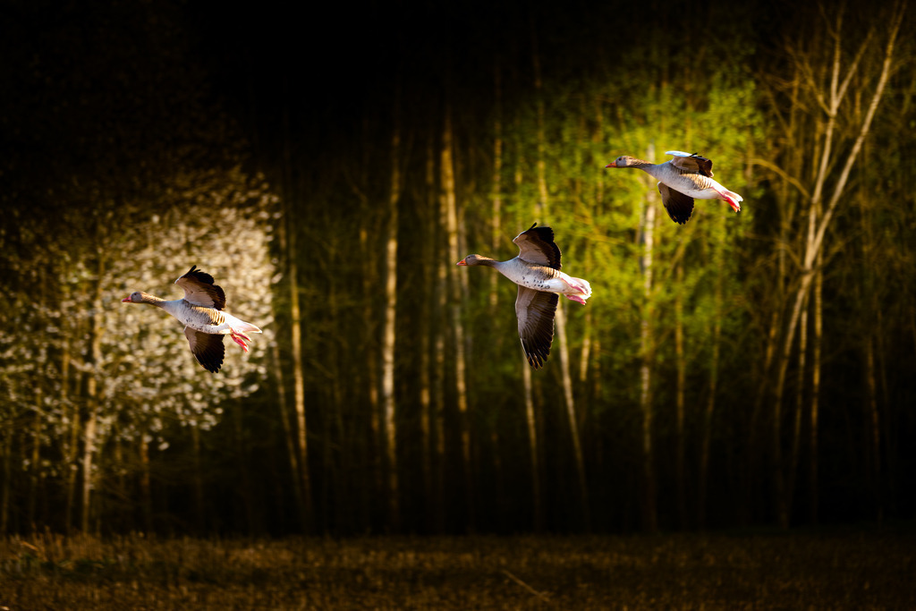 DSCF4950-6 | Tier- & Landschaftsfotografie und Porträtshootings. Entdecke einzigartige Fotokunst als Wandbild, Tasse oder Mauspad – mit Leidenschaft fotografiert - Realisiert mit Pictrs.com