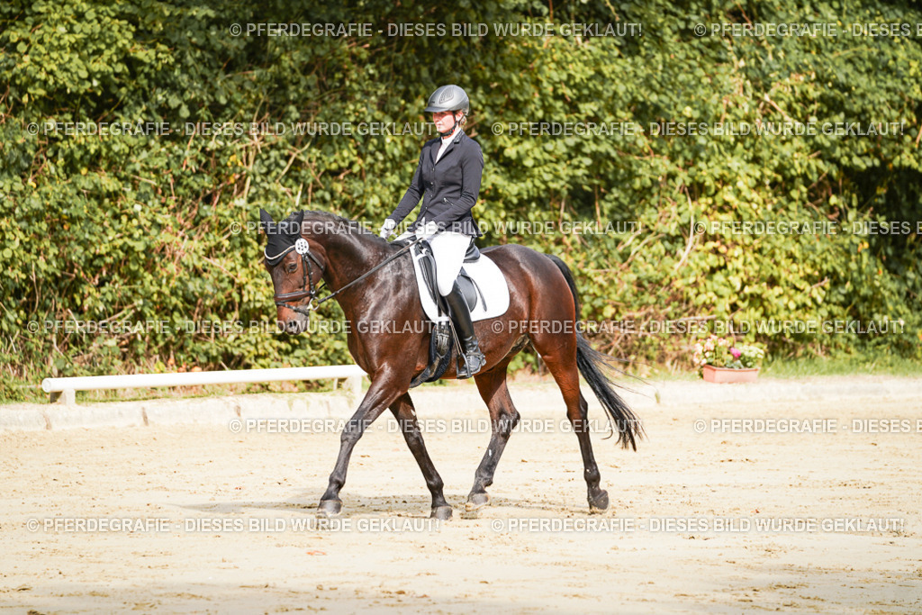 DSC01523 | Pferdegrafie