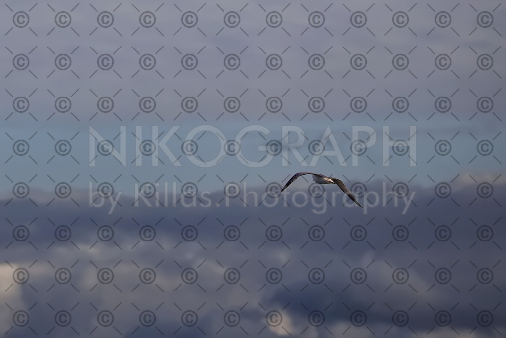 Möwe im Wolkenhimmel | Eine Möwe fliegt in den Wolken in den Abendhimmel.