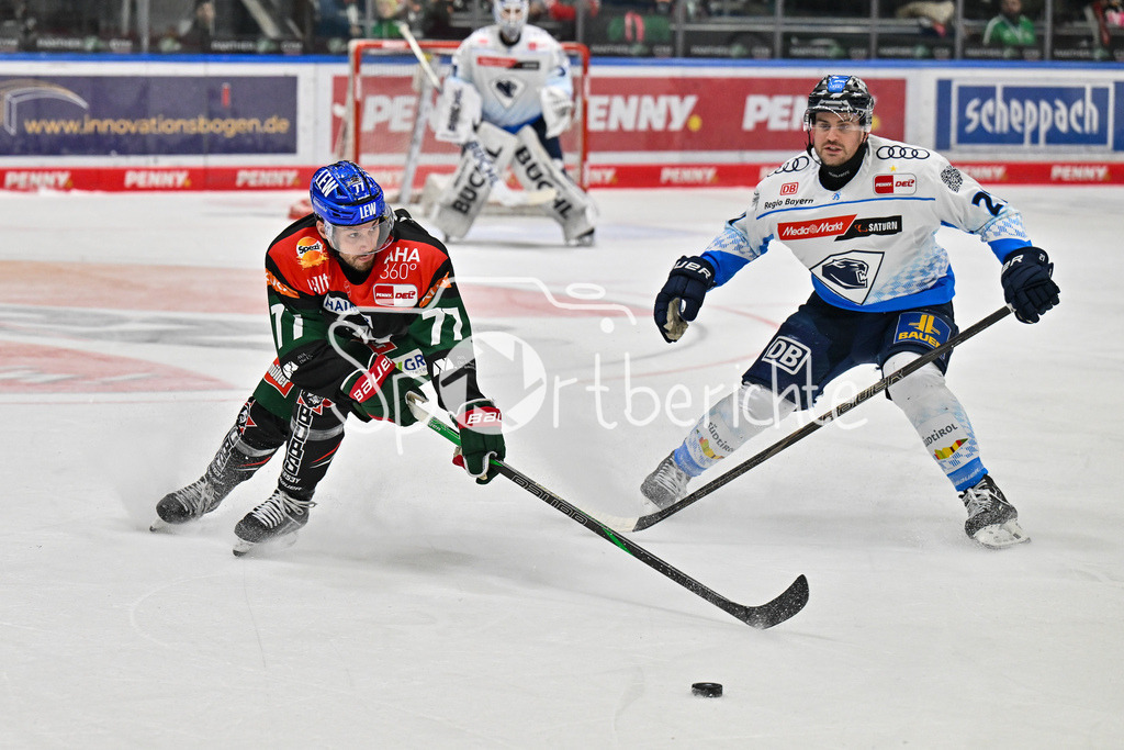 Augsburger Panther - ERC Ingolstadt | im Duell Wayne SIMPSON (ERC Ingolstadt #21) und Luca TOSTO (Augsburger Panther #77) / Zweikampf / DEL: Augsburger Panther - ERC Ingolstadt, Curt Frenzel Stadion am 26.01.2025