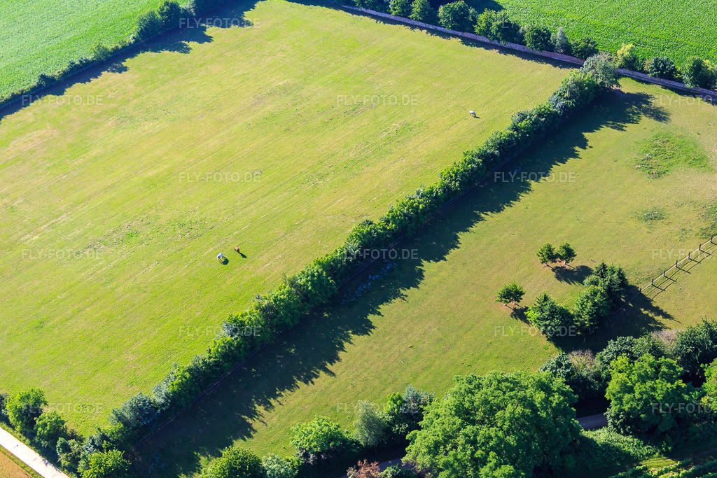 Luftbild: Koppel von Trakehner-Friedrich in Minfeld im Bundesland Rheinland-Pfalz in Deutschland. Foto: IMG_083082.jpg vom 26.06.2015 durch Werner Riehm/FLY-FOTO.de
