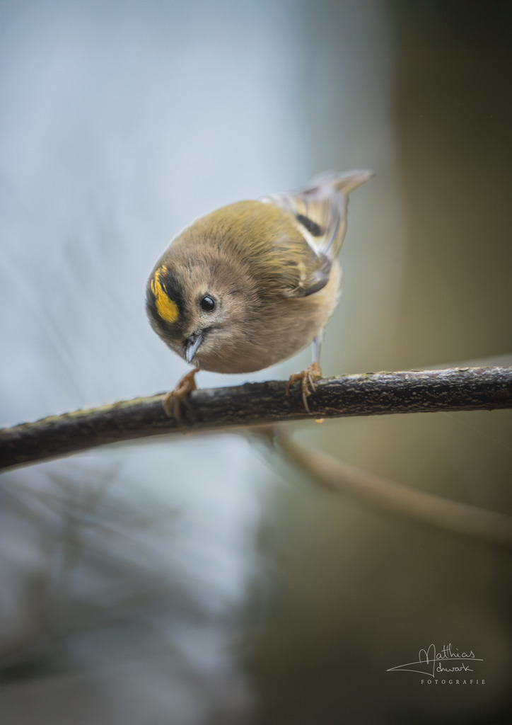 DSC_1181-2-2 | Ich bin Fotograf aus Neuburg an der Donau und spezialisiere mich auf Wildlife-Fotografie, Landschaftsaufnahmen und Portraits.Ob Hochzeit, Familienbilder oder Naturaufnahmen – ich fange echte Momente ein, die bleiben. 