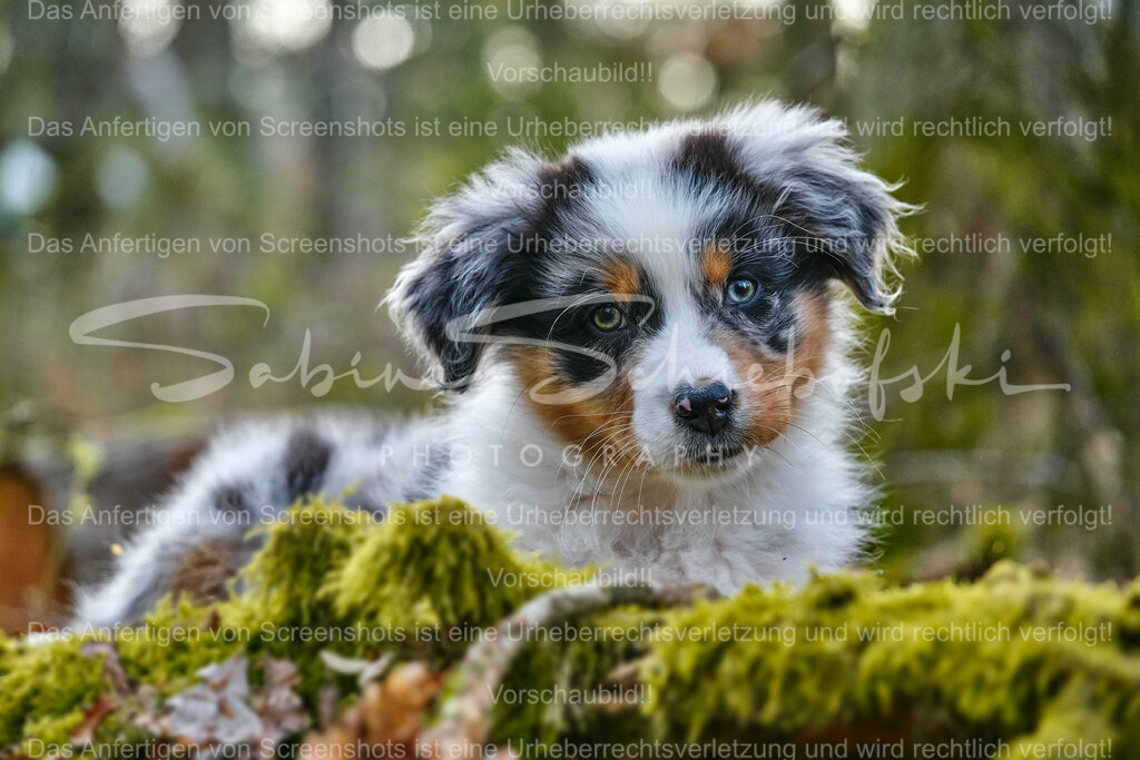 Wandbild Australian Shepherd "May" | People- und Tierfotografie, Imageaufnahmen, Veranstaltungsfotografie und Wandbilder aus der Natur ★ Made in Germany ✔️ Druck + Downloads ✔️ Naturfotografie in Top Qualität ★ schneller Versand, weltweite Lieferung! - Realisiert mit Pictrs.com