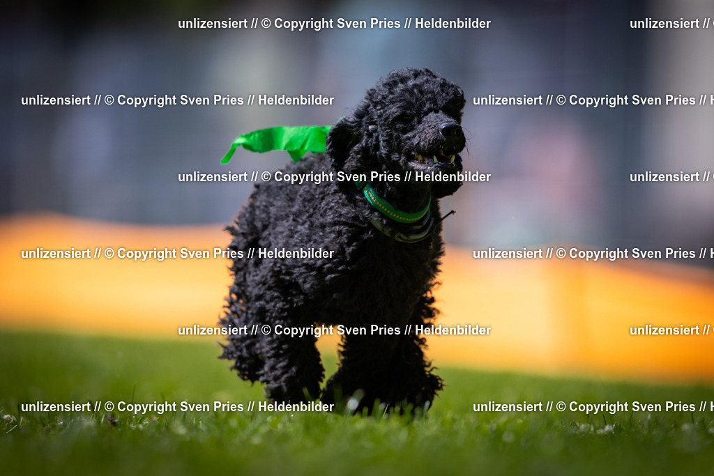 Sven Pries | 2025-08-10 - Hunderennen Durlach - Realisiert mit Pictrs.com