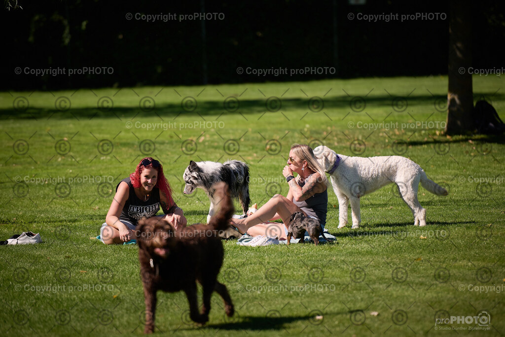 083_202509_4Hundebadetag_NZ9_2351 | proPHOTO - Realisiert mit Pictrs.com