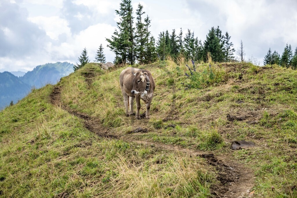 35. Gebirgsmarathon | 35. Gebirgsmarathon 2024 am 03.08.2024 in Immenstadt. Einer der anspruchsvollsten​und ältesten Bergläufe​Deutschlands im Naturpark Nagelfluhkette!(Foto: Dominik Berchtold/www.dberchtold.com)Instagram: @d_berchtold_foto 