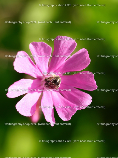 titusgraphy_P7032045-vz-ln | titusgraphy-shop: Geschenkideen mit Qualitätsfotos. titusgraphy-shop: gift ideas with quality photos. titusgraphy-shop: idées cadeaux avec photos de qualité.  - Realisiert mit Pictrs.com