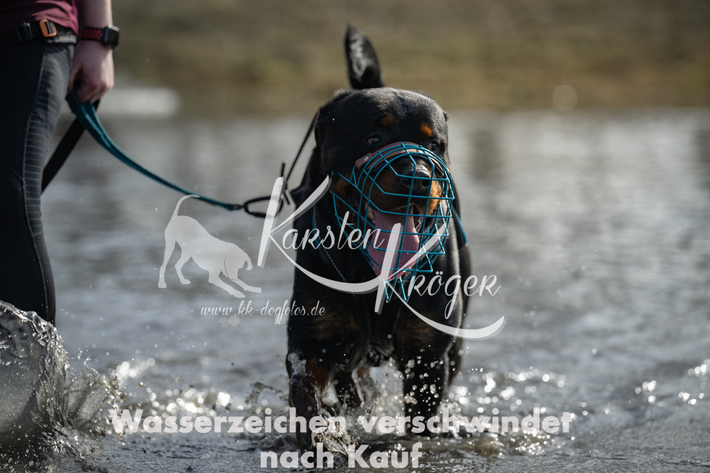 1140_ZZ95647-2 | kk-dogfotos