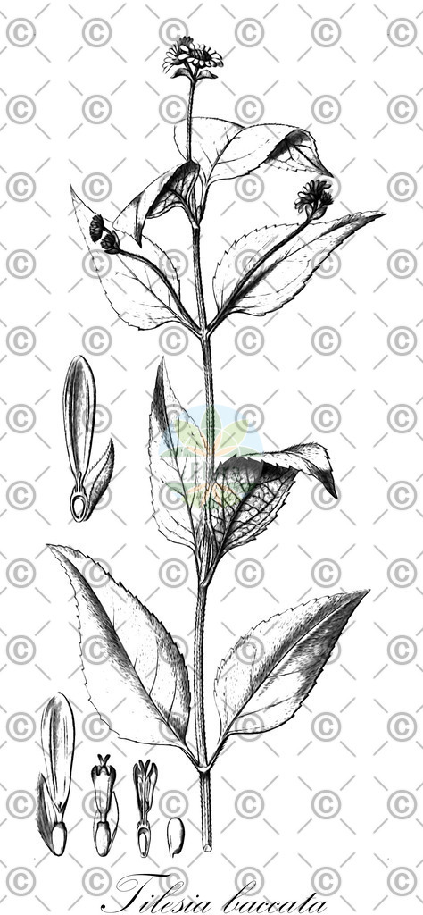 HistAbb_wfo-0000586340_1_ENZY_Simple | Historische Abbildung von Tilesia baccata - Asteraceae | Historical Illustration of Tilesia baccata - Asteraceae
