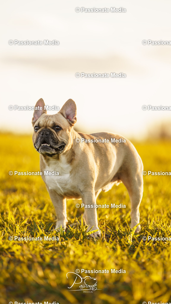 DSC09830 | Passionate Media, dein Fotograf aus Brandenburg, Märkisch Oderland, im Bereich Motorsport, Autos und Motorräder sowie Events und auch Hunde. Shootings oder auch Eventbegleitungen können bei mir gebucht we