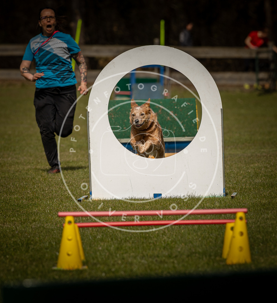 Pfotenfotografie_DV3A5794 | Hundefotografie, Tierfotograf, Pfotenfotografie, Fotoshooting Hund, Hunde Portrait, Hundesport, Hundeportraits, Heideshooting, Hunde, Sportfotograf, Hundefotograf, Turnierhundsport, THS,  - Realisiert mit Pictrs.com