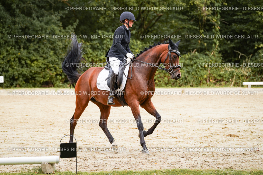 DSC09277 | Pferdegrafie