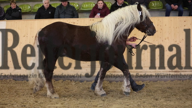 Marbach_Winterkörung_2024_KN_10 (8) | Alle Fotos der Reiterjournal Fotografin Doris Matthaes im Reiterjournal Online-Fotoshop. - Realisiert mit Pictrs.com