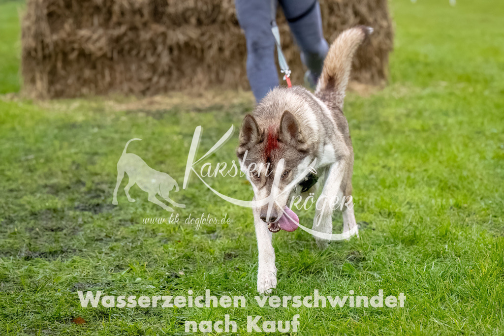 1029--11 | kk-dogfotos