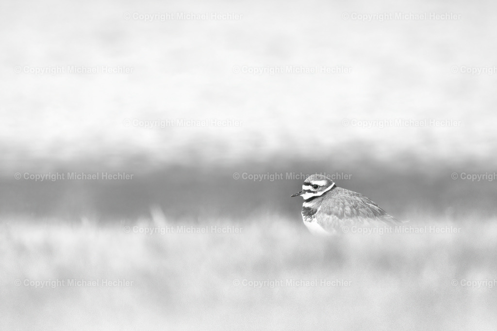 All Alone On The Shore | A bird walking the shoreline - Realisiert mit Pictrs.com