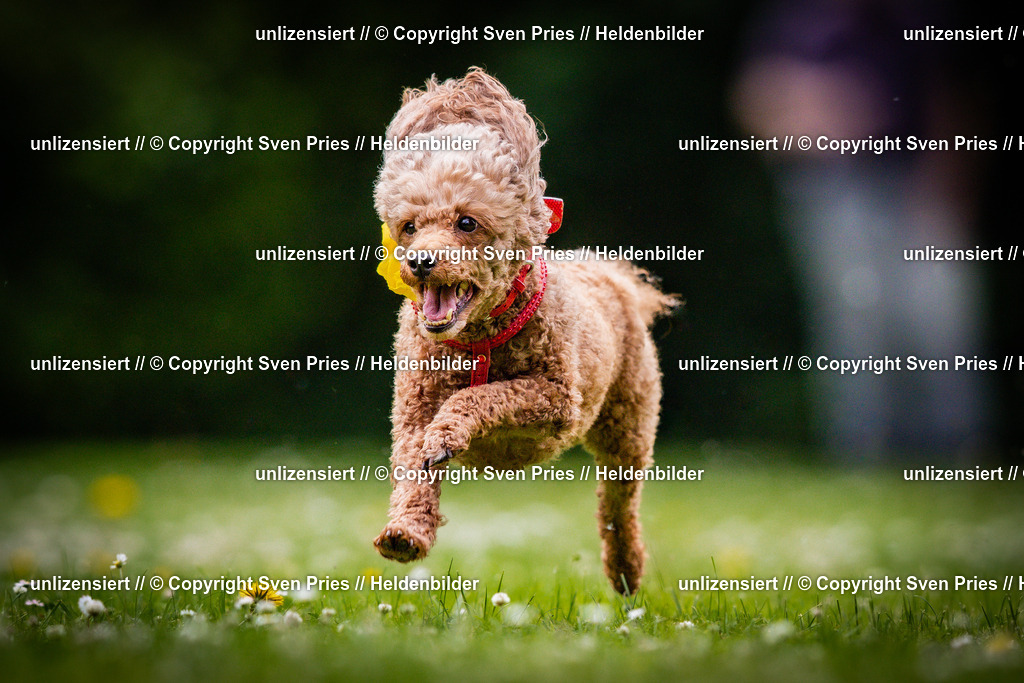 Sven Pries | 2025-05-29 - Pudelrennen KA-Durlach - Realisiert mit Pictrs.com